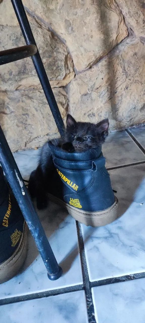 Gatinha fêmea pra adoção  - Foto 4