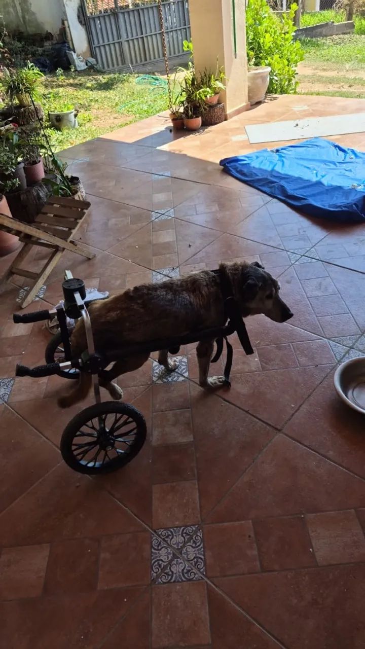 Cadeira de Rodas de Cachorro - Foto 2