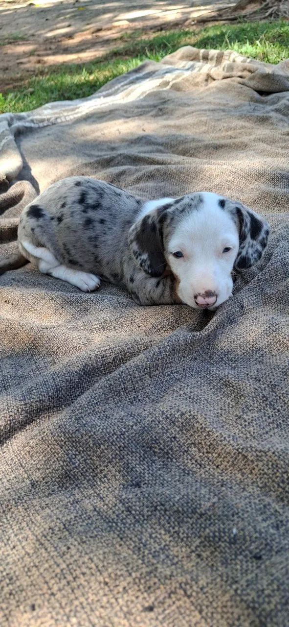 Filhote Dachshund