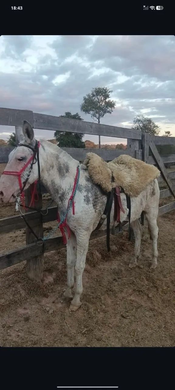 Mula boa de patrão ? - Foto 3