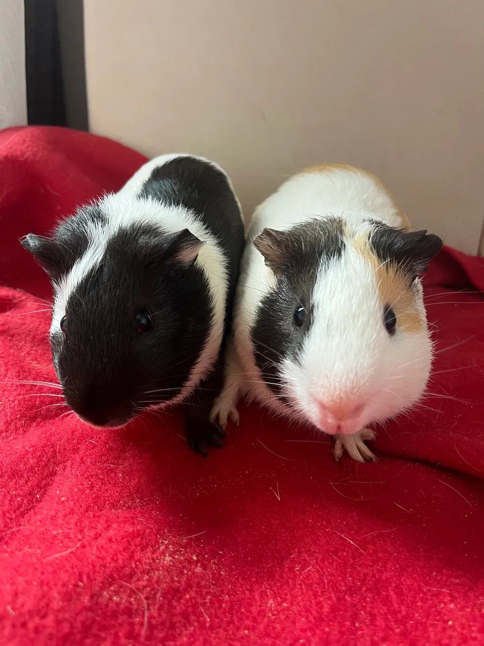 Porquinhos da india macho  - Foto 4