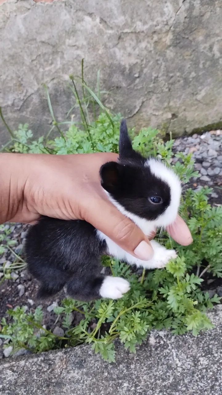 Mini Lion filhotes  - Foto 2