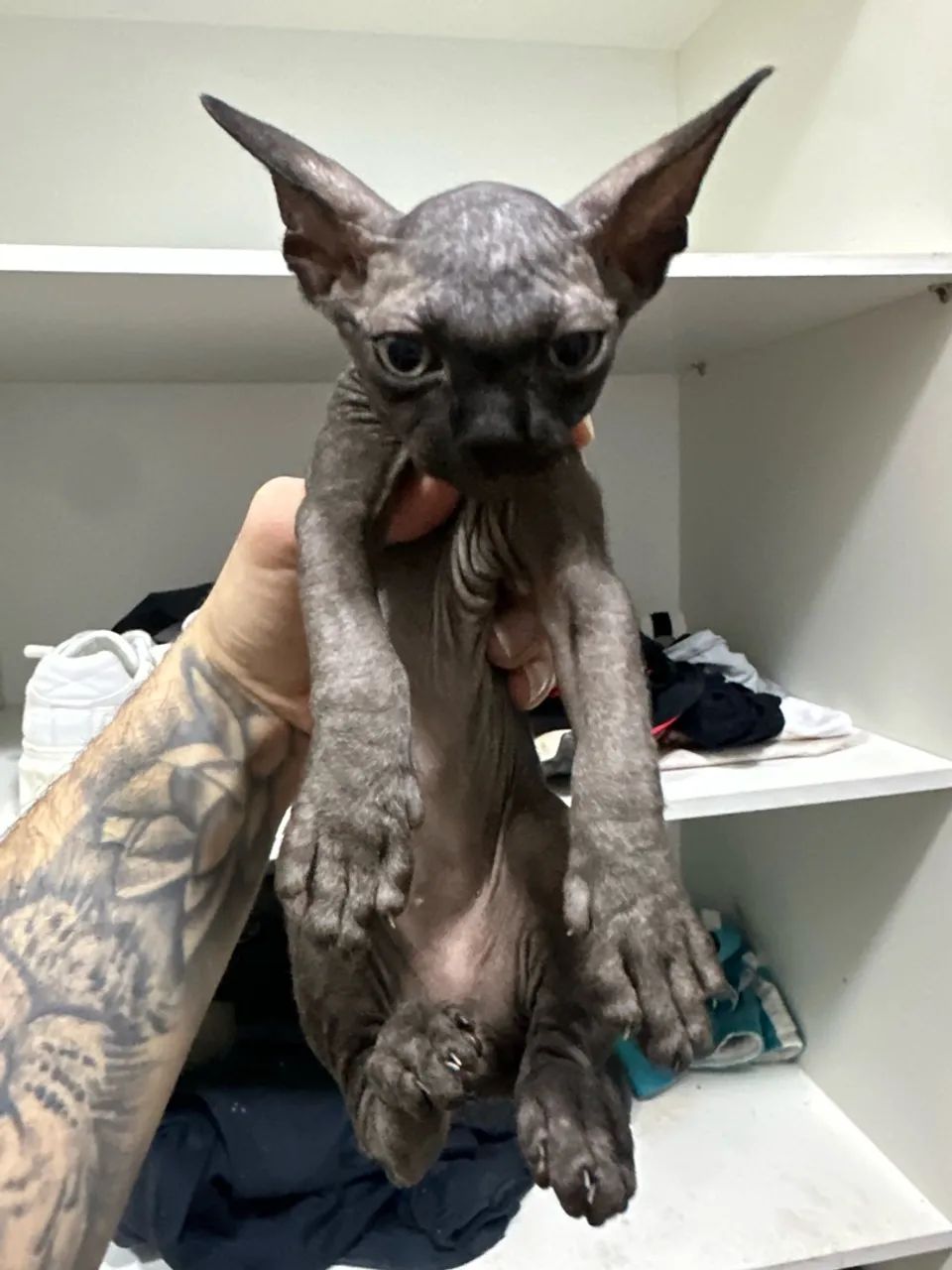 Sphynx macho 