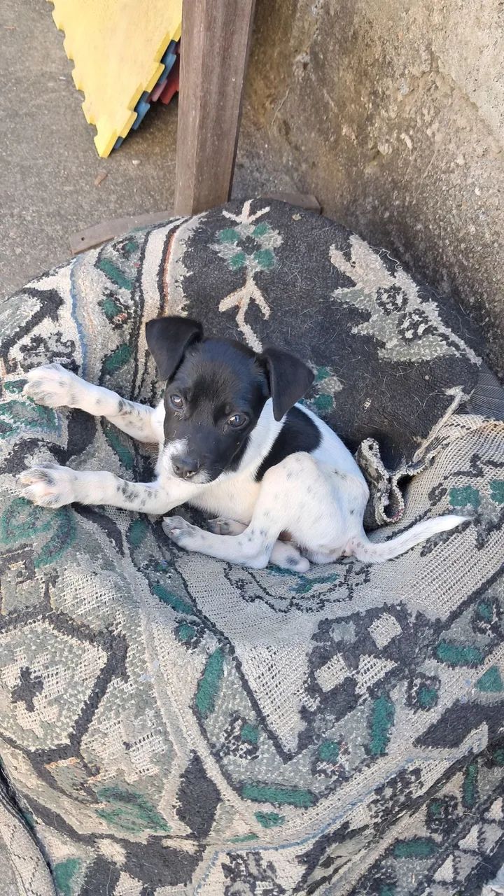 Adoção responsável cachorrinho 