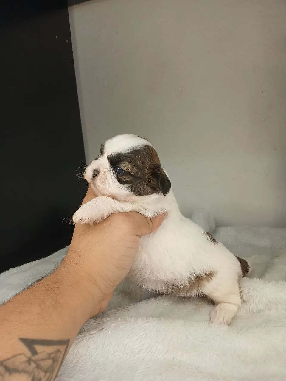 Vendo filhote de shihtzu fêmea disponível para reserva  - Foto 2