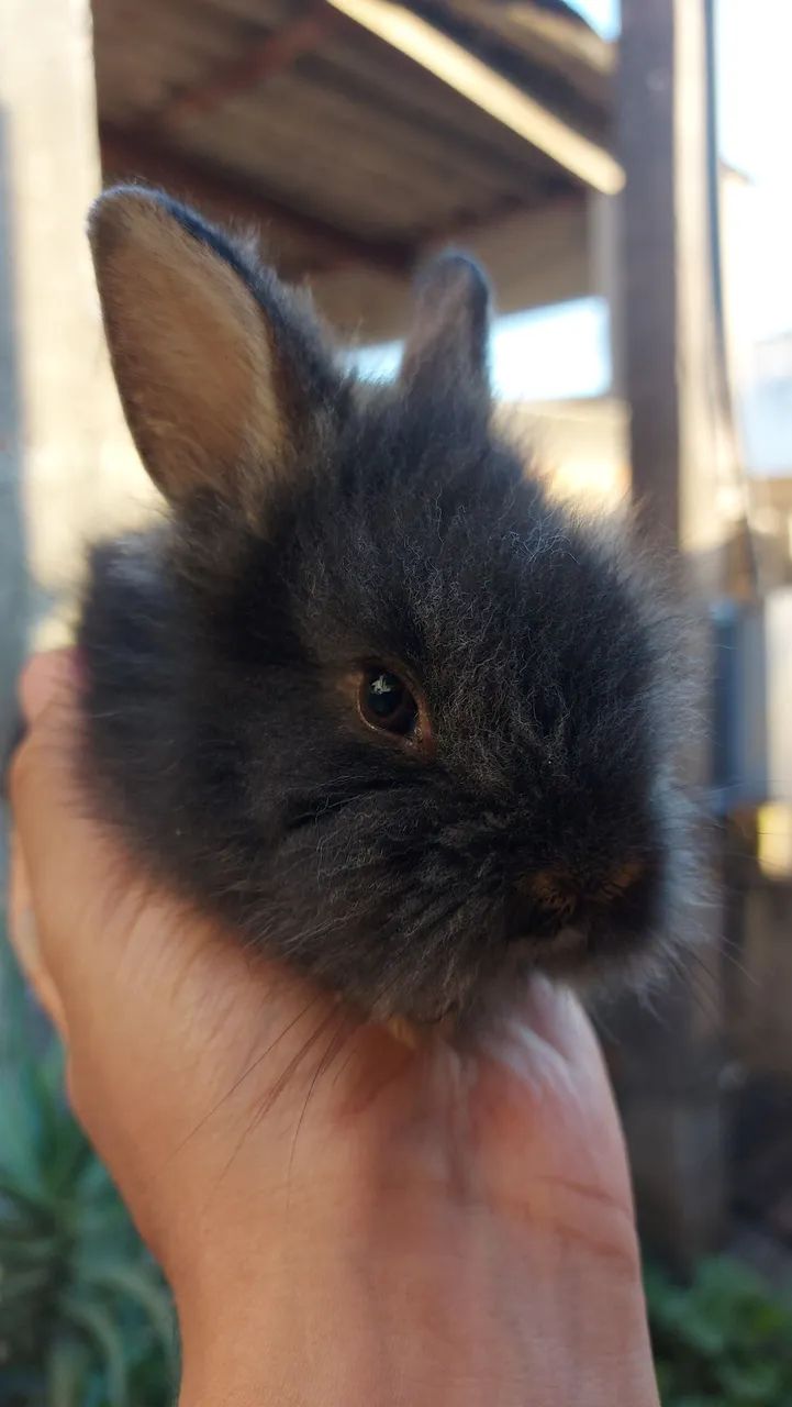 Filhotes Mini Lionhead em Curitiba preço especial por tempo limitado - Foto 2