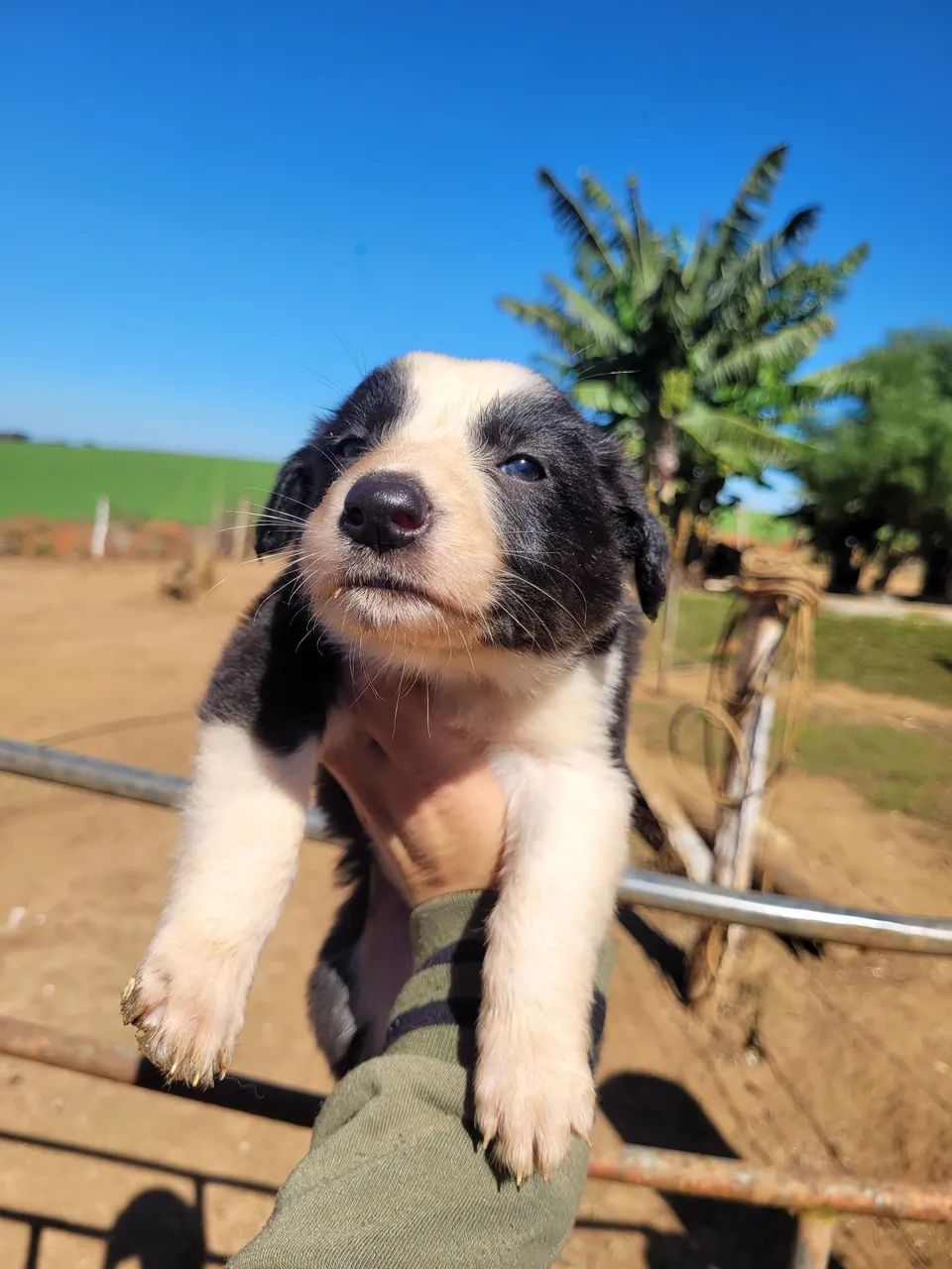 Filhotes de boder collie - Foto 4