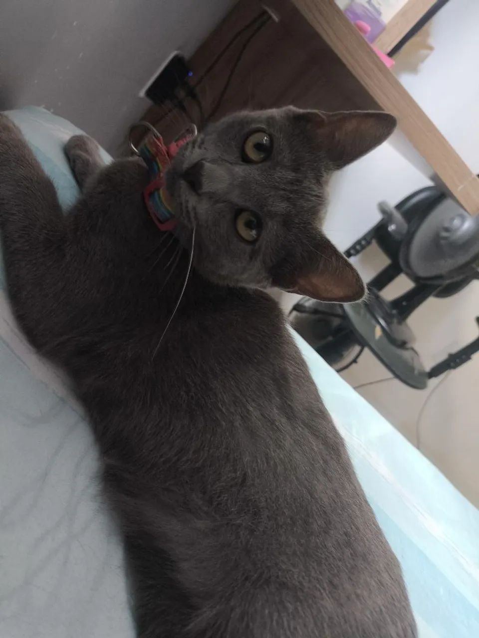 Gata Russa azul