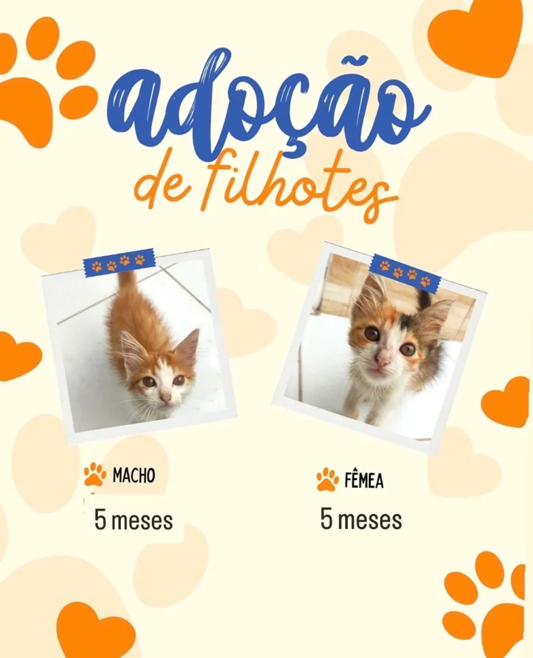 Filhotes Adoção 