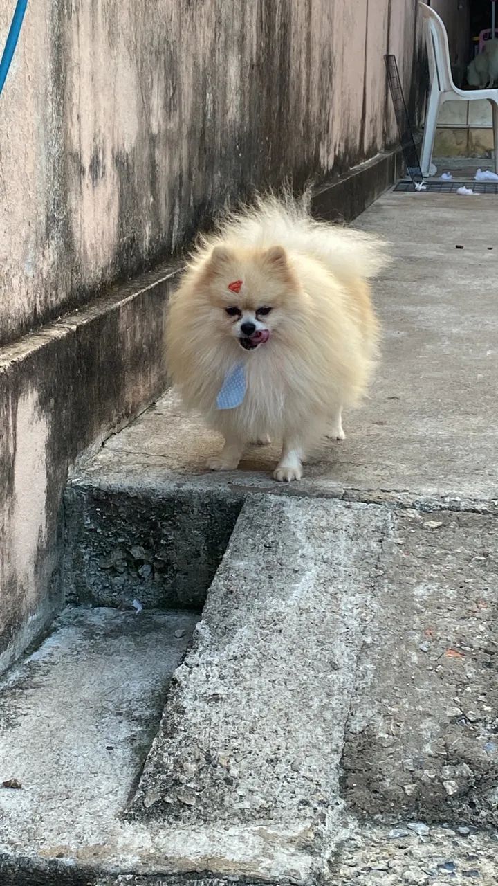 Lulu da Pomerania anãos fêmea 