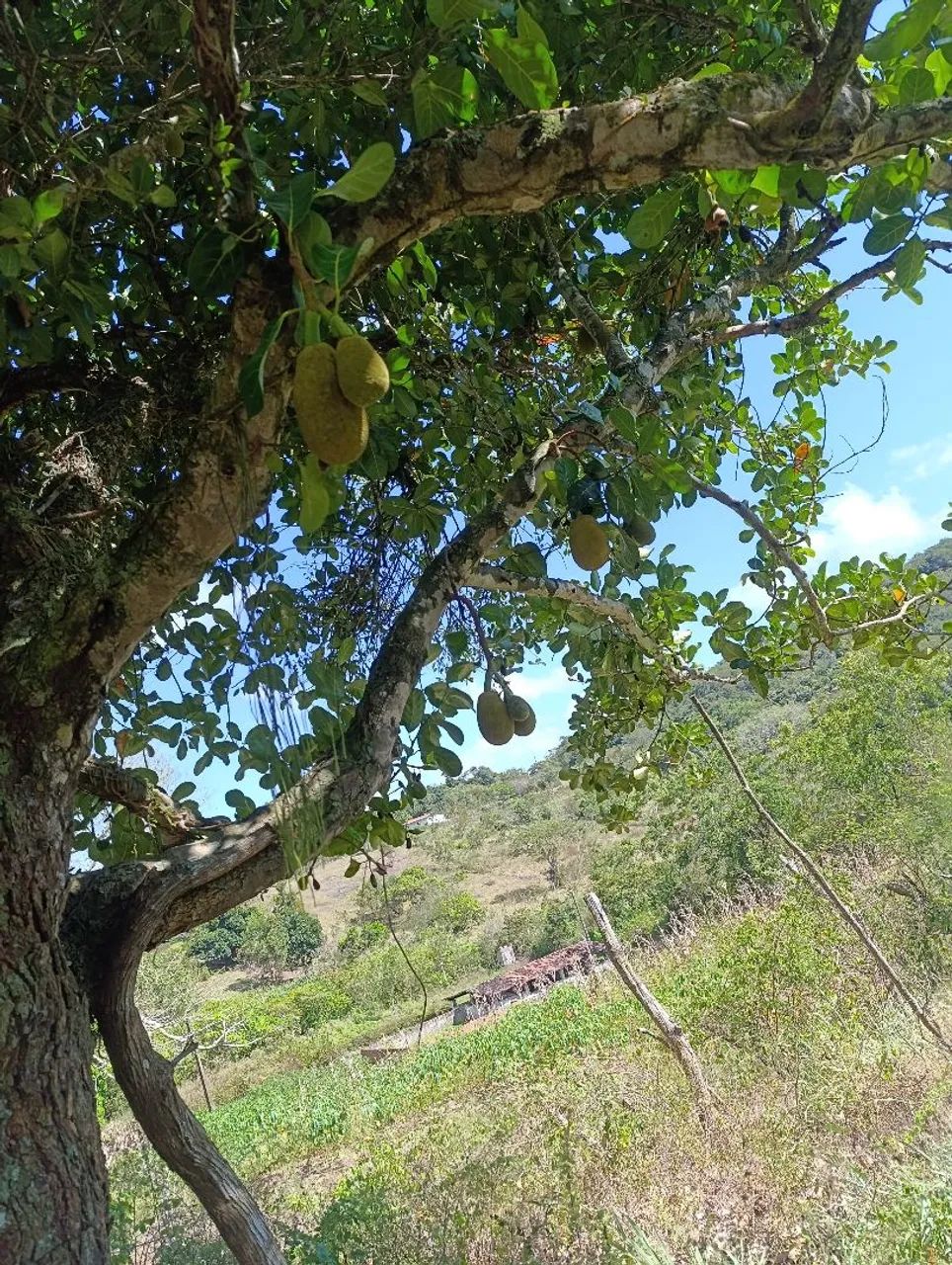 Sitio e chácara  - Foto 3