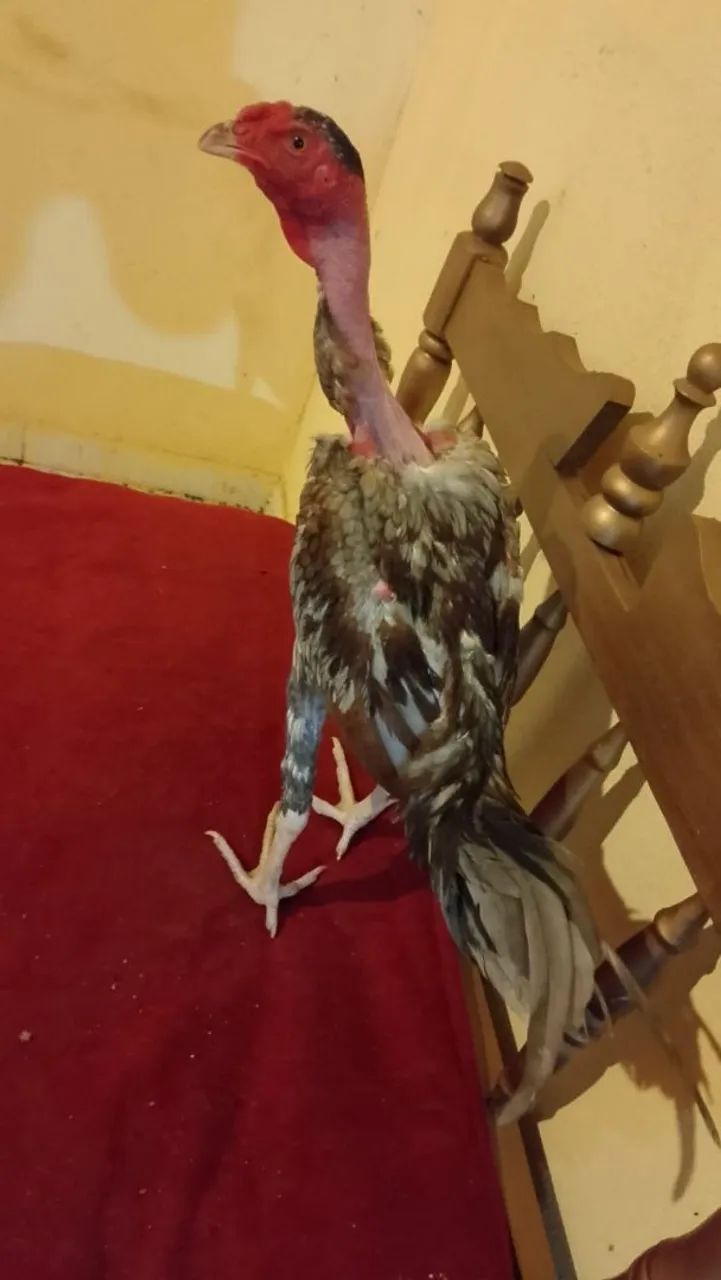 Frango indio polaco - Foto 2