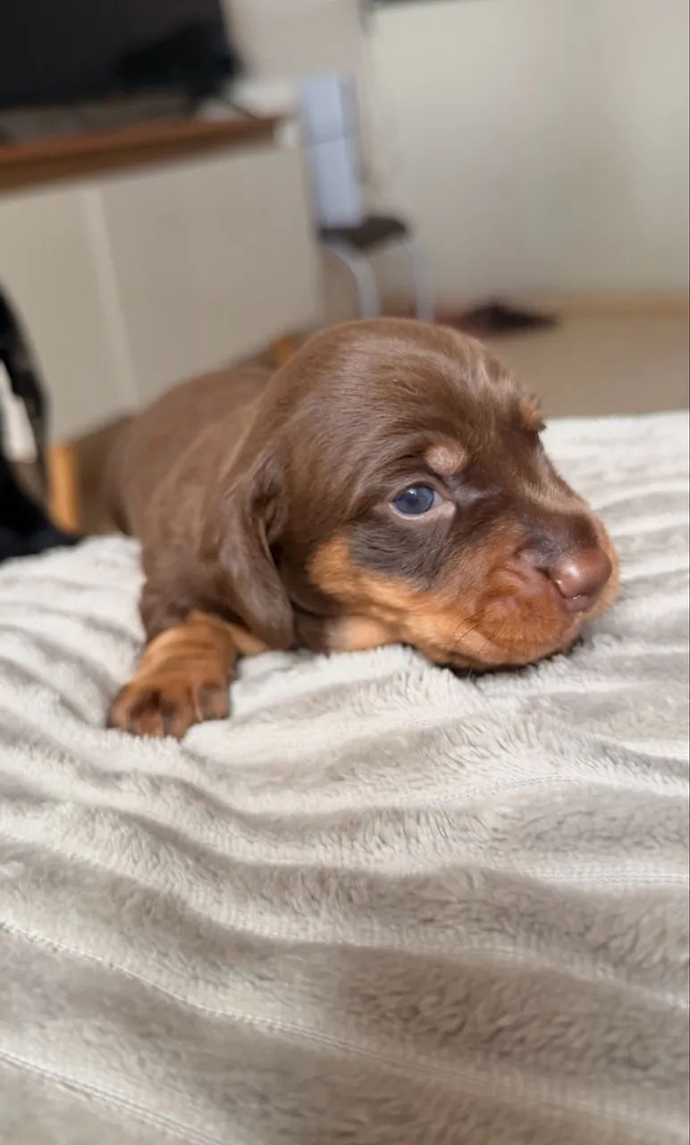 Filhotes de Dachshund (salsicha) 