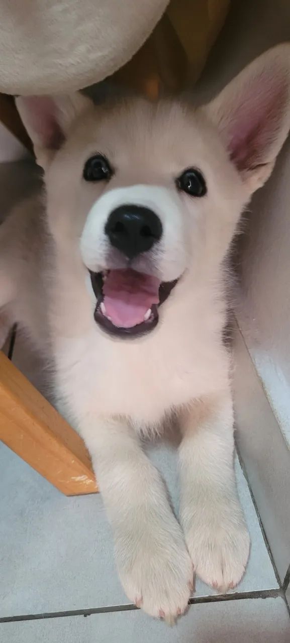 Husky siberiano  - Foto 4