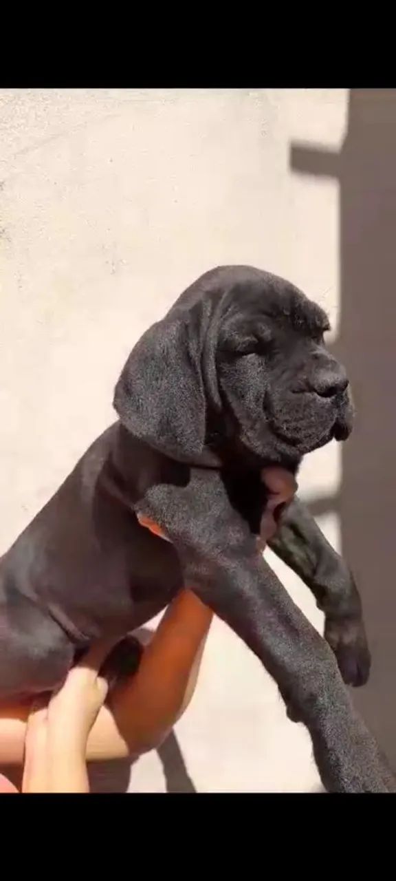 Filhotes de cane corso  - Foto 2