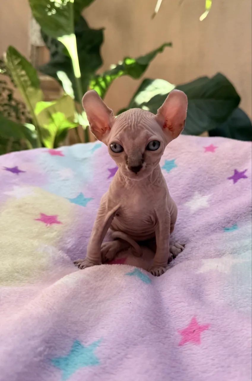 Filhotes Sphynx  - Foto 4