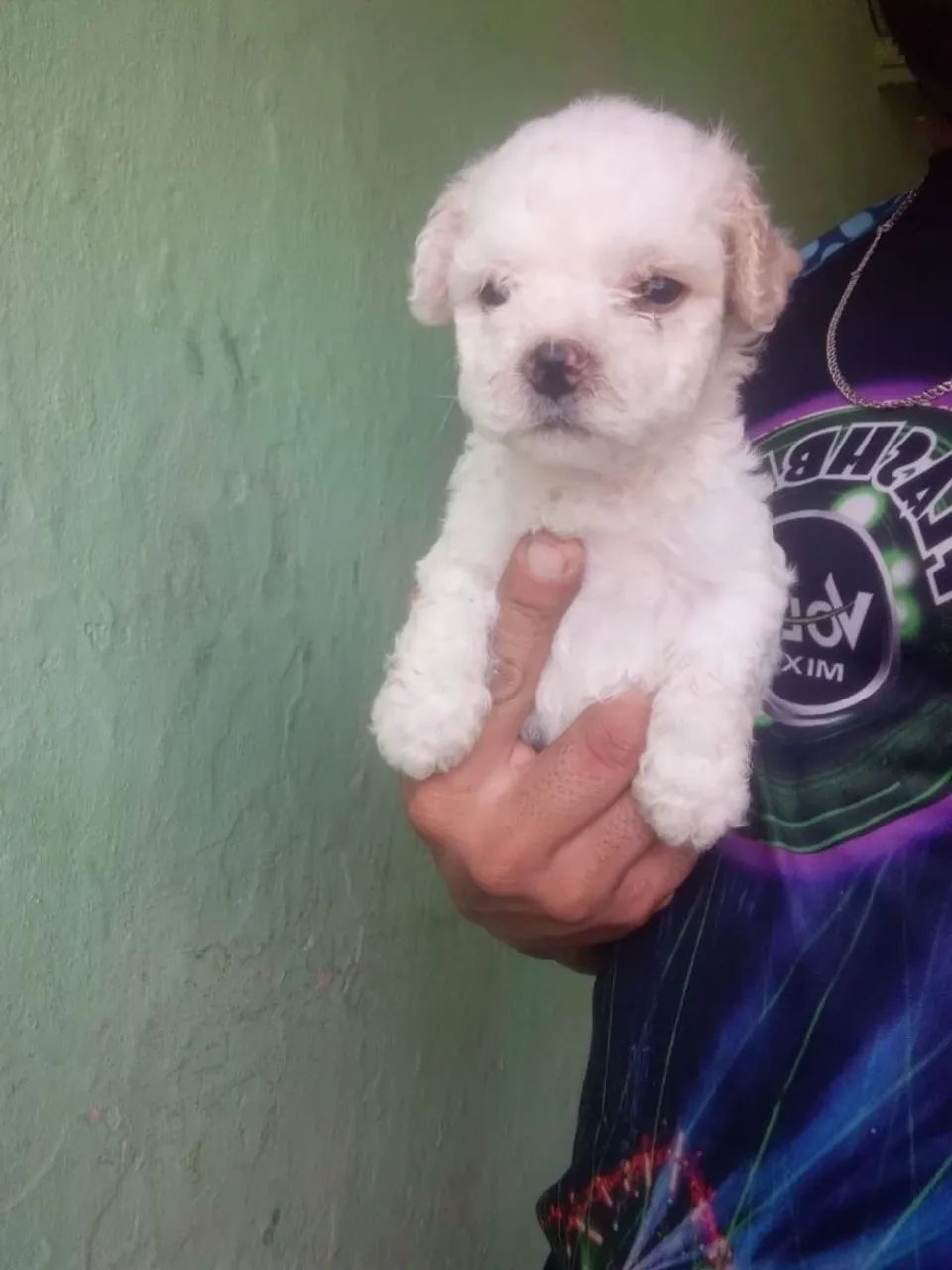 Poodle  - Foto 3