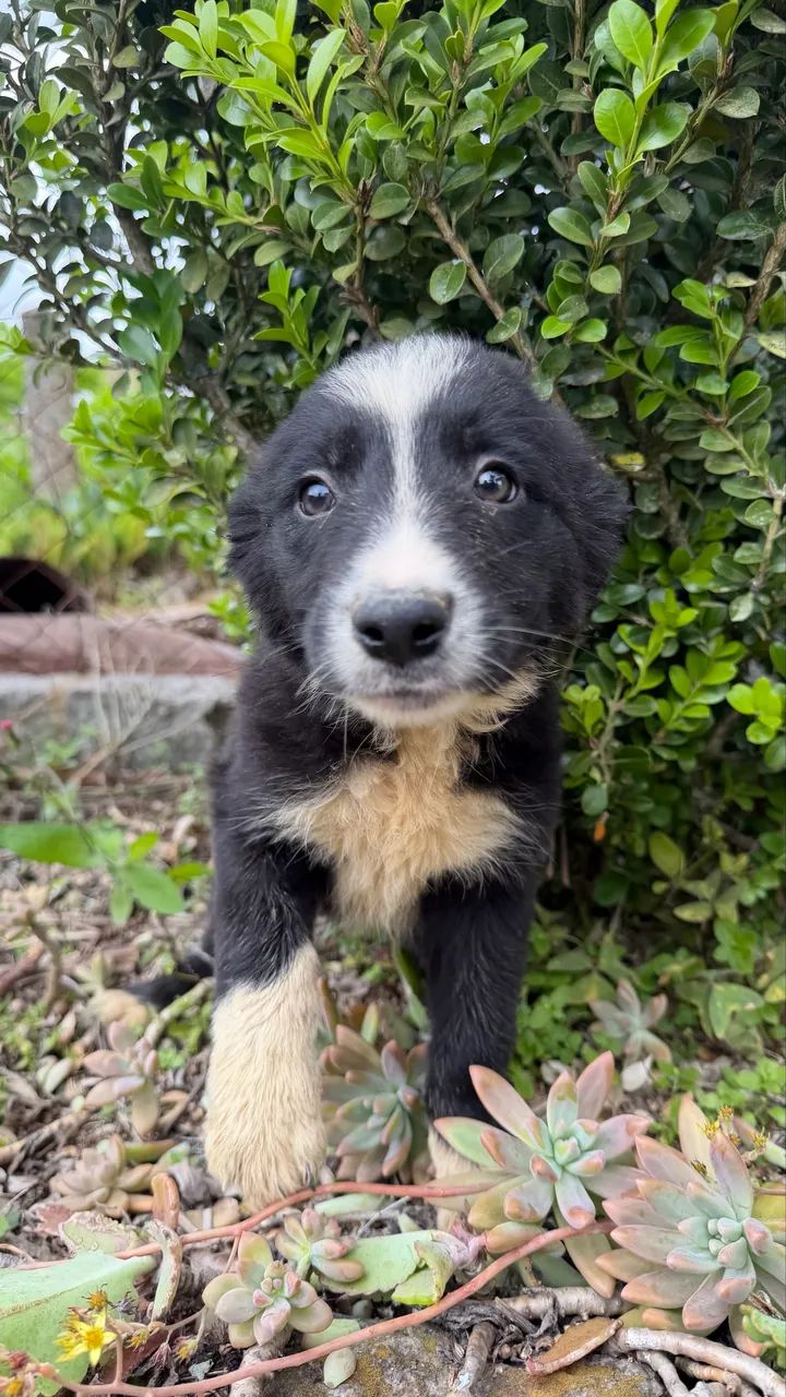 Filhotes de Border Collie - Foto 5