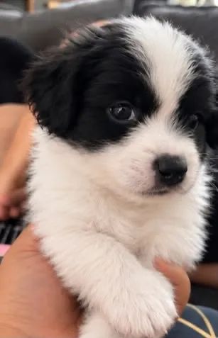 Filhote de poodle com spitz alemão 