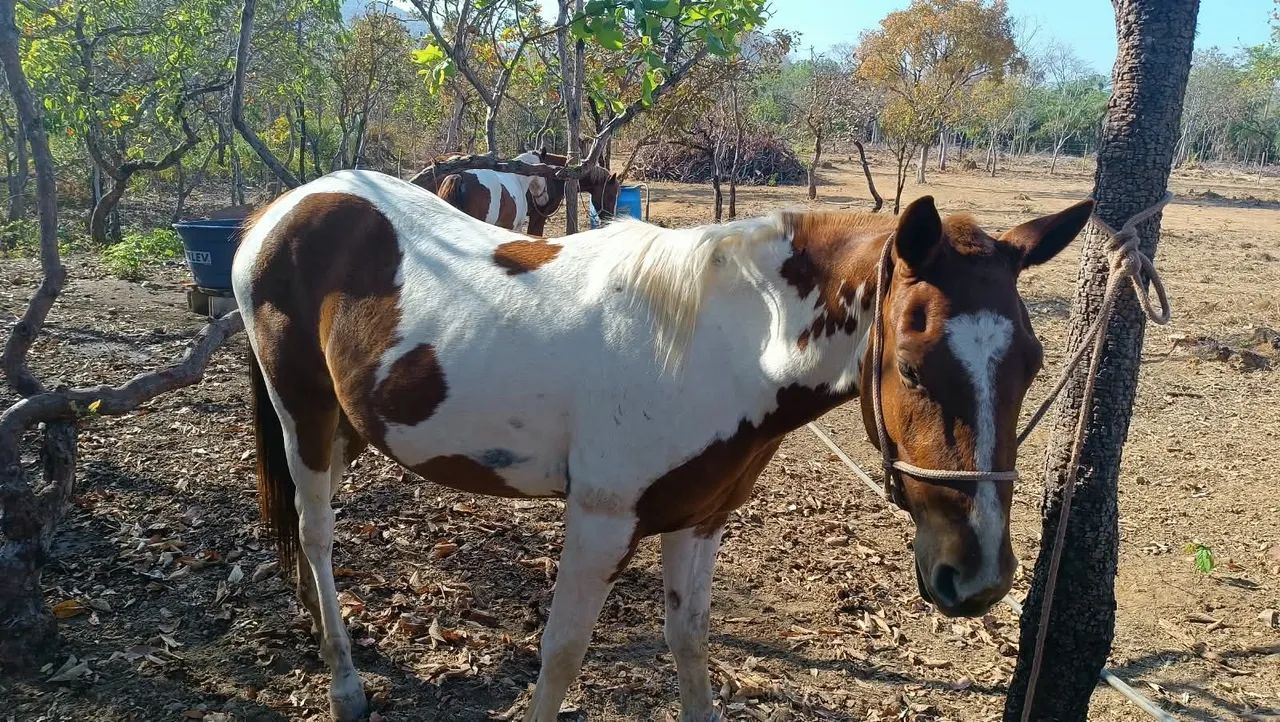 VENDE SE CAVALO DE RAÇA  - Foto 4