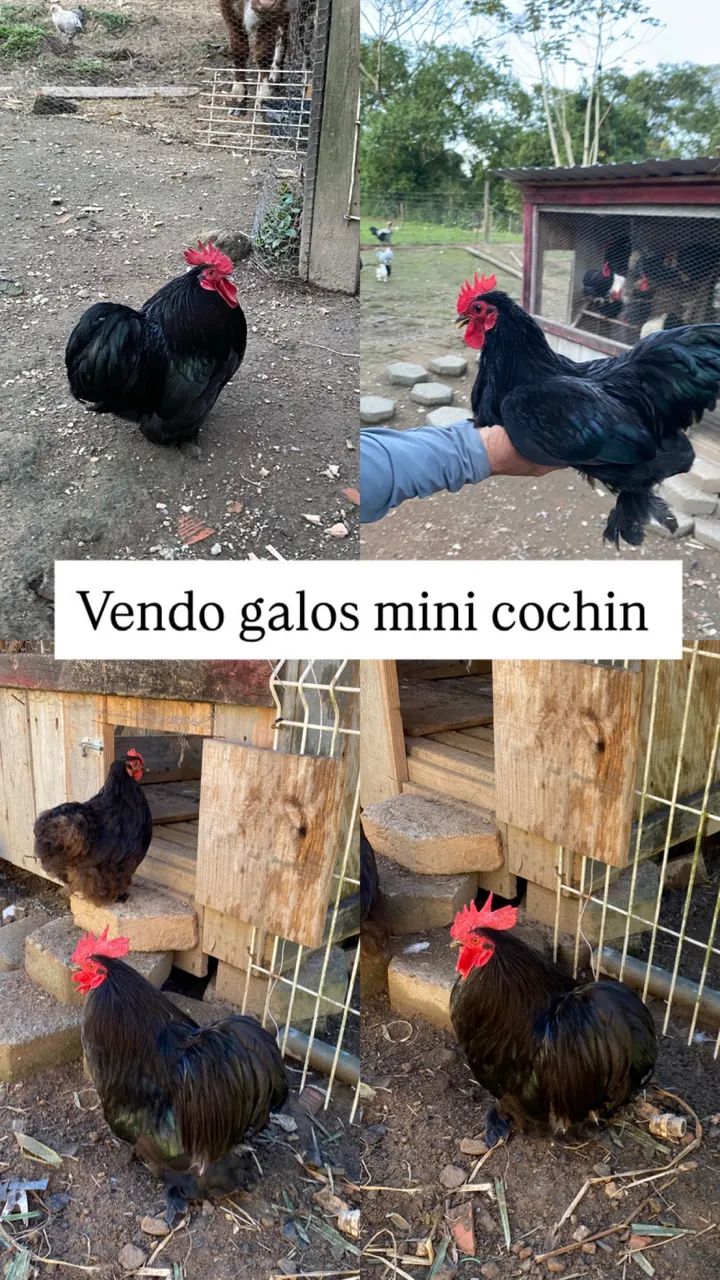 Galo mini cochin 