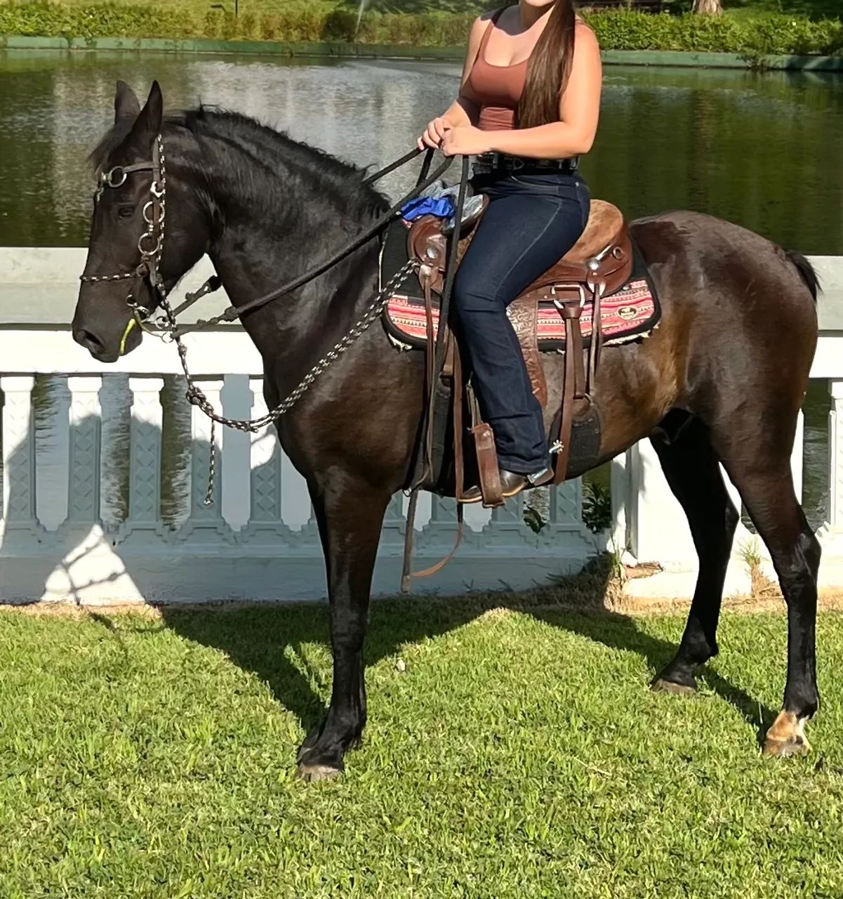 Cavalo  - Foto 2