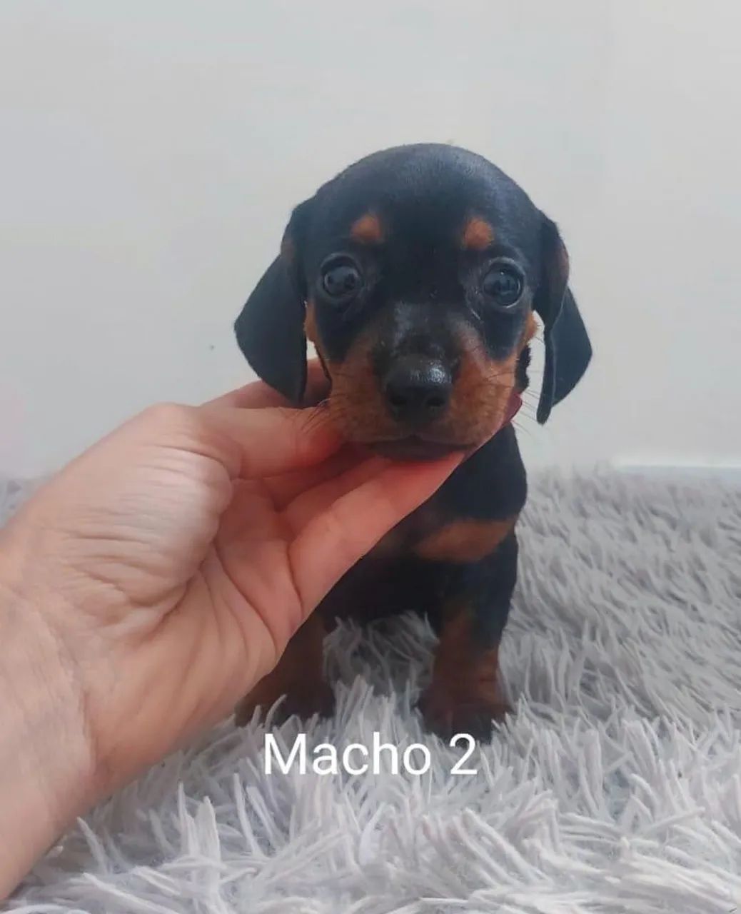 Teckel Kaninchen filhotes  - Foto 5