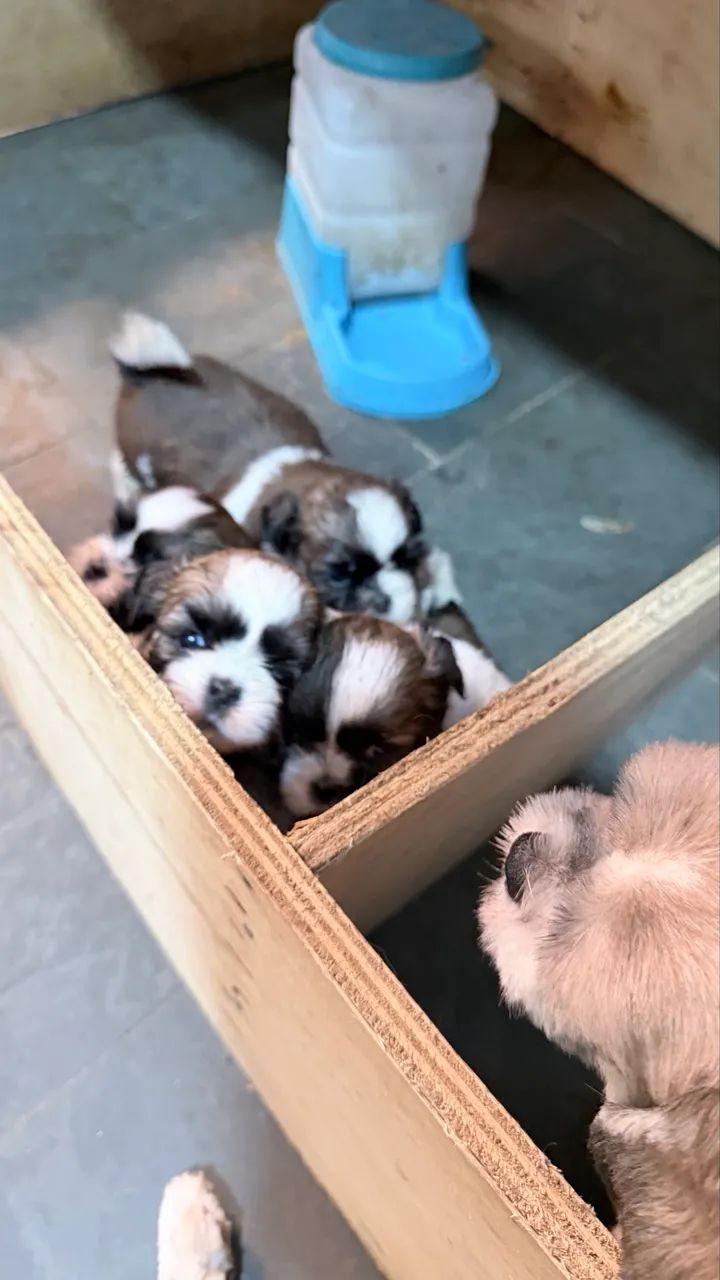 shih-tzu - Foto 5