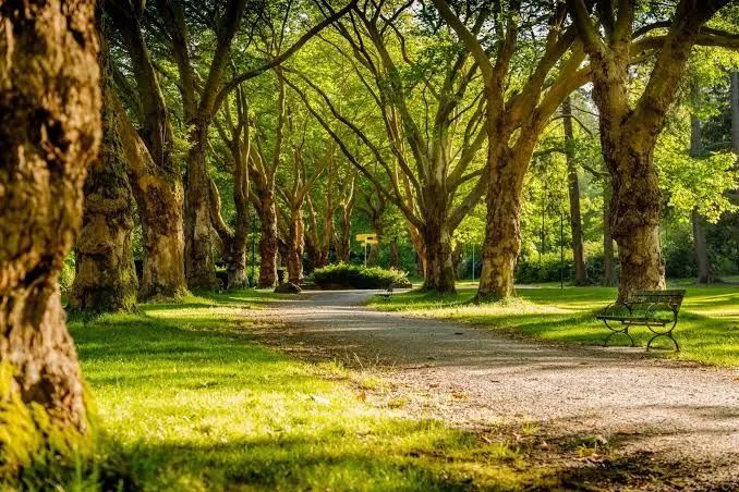 Aceito serviço de caseiro ou jardineiro 