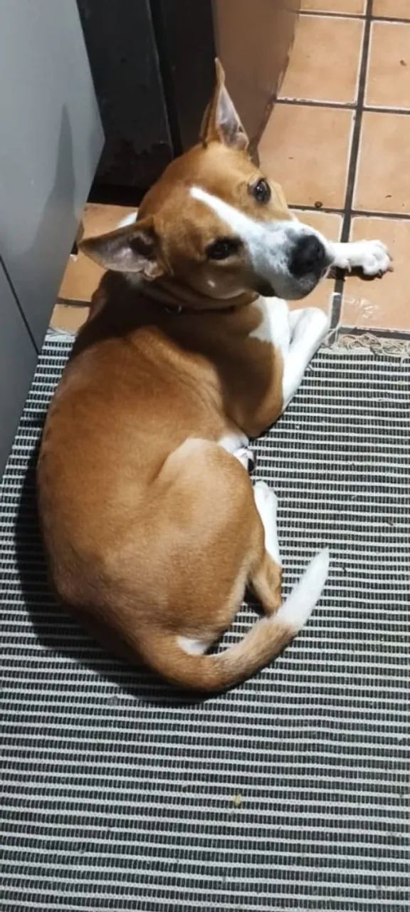 Adoção cachorro - Foto 2