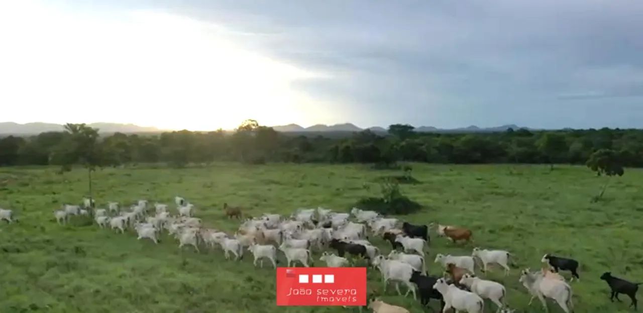 Fazenda para Venda em Arraias - Foto 4