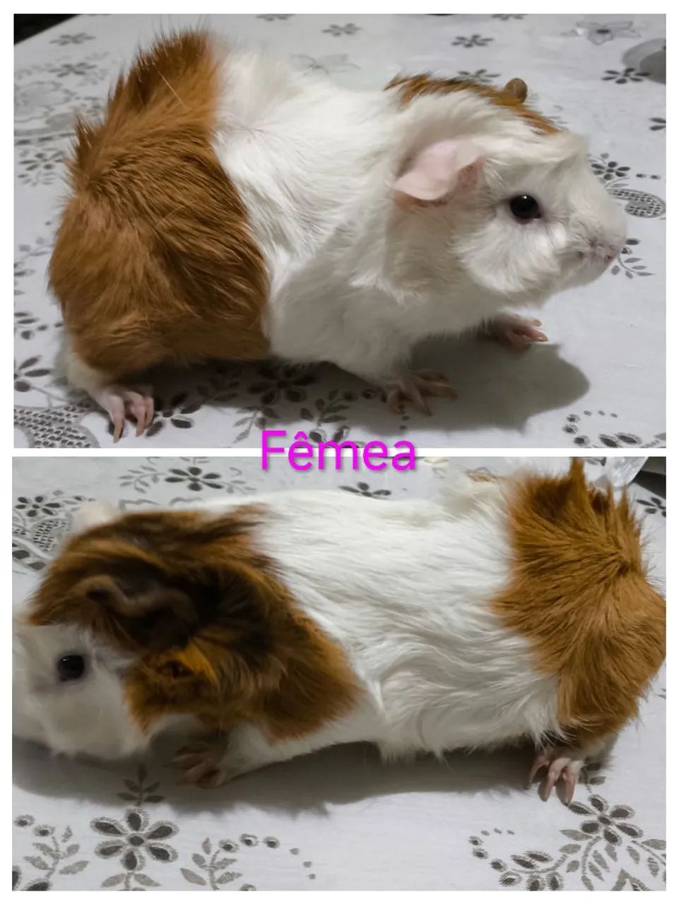 Porquinhos da índia  - Foto 6