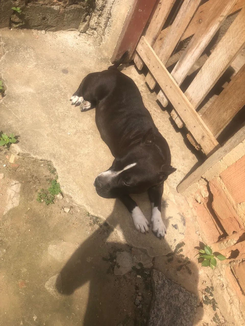 Doação cachorro - Foto 3