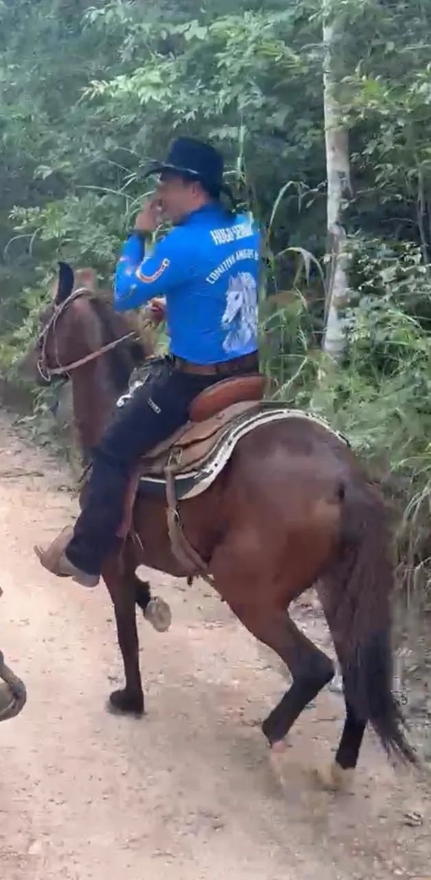 Cavalo 