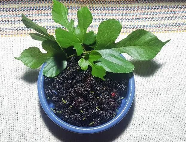 Mudas de Amora Miura frutas pequenas e doces e para chás - Foto 2