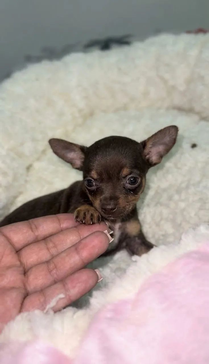 PINSCHER - Foto 4