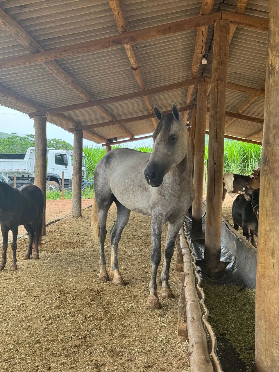 Vendo cavalo machador macho 4 anos  - Foto 2