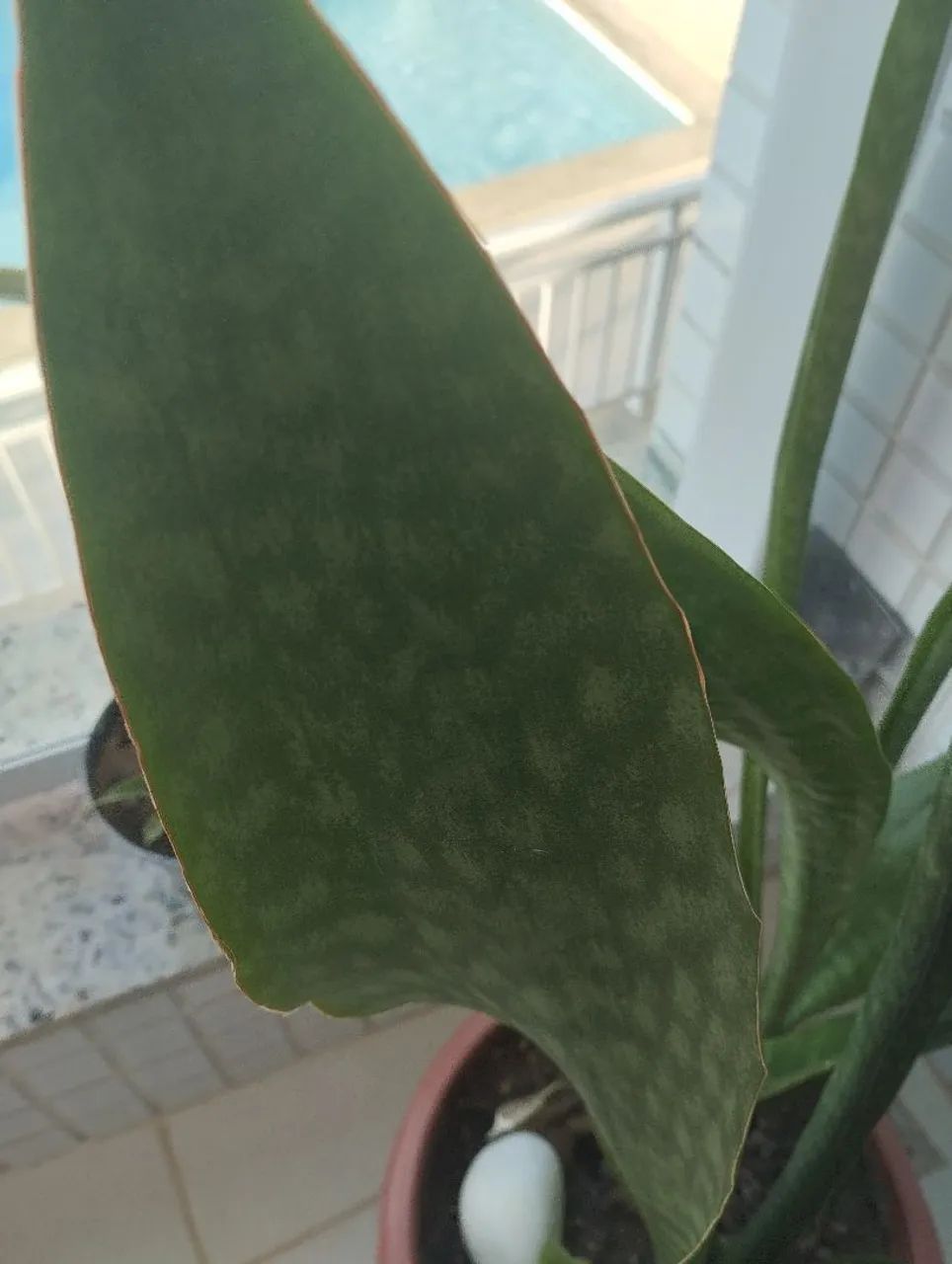 Espada  sansevieria coroa dinamarquesa  - Foto 5