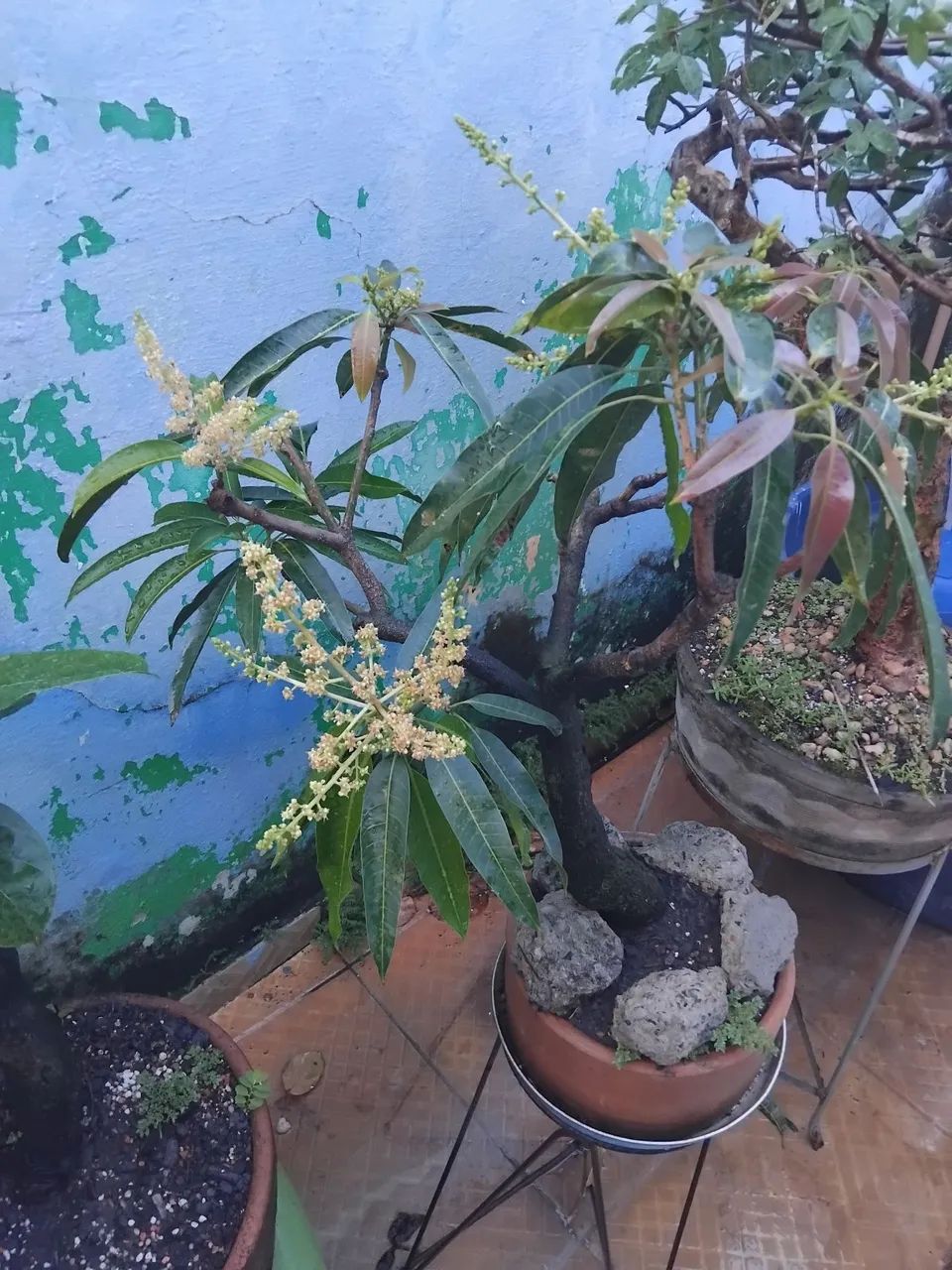 Bonsai - Produção Rural - Cajueiro, Recife 1496653177 | OLX