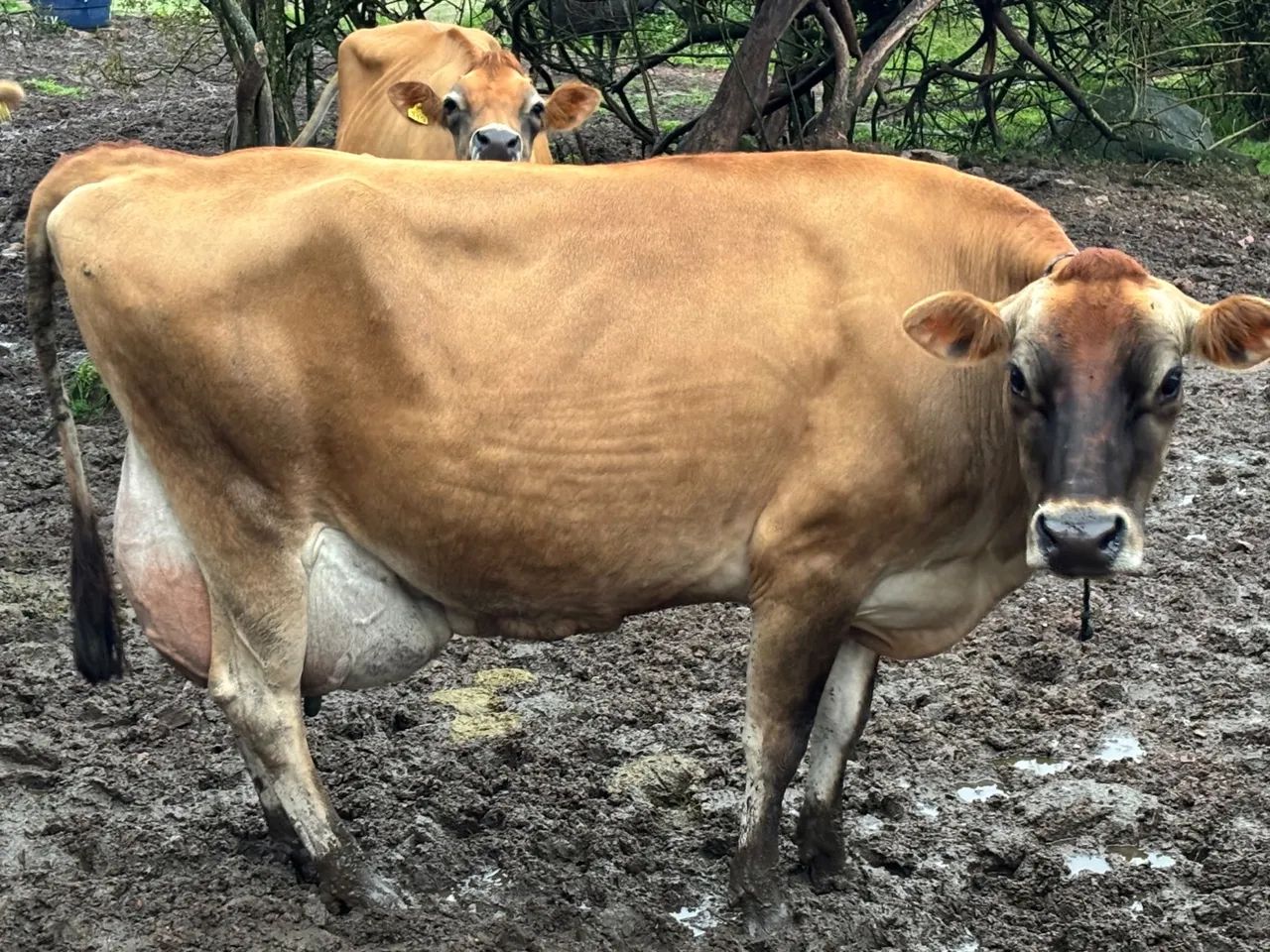 Vaca de leite  - Foto 3