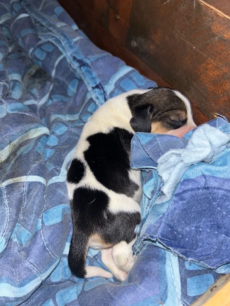 Filhotes de Beagle  - Foto 3