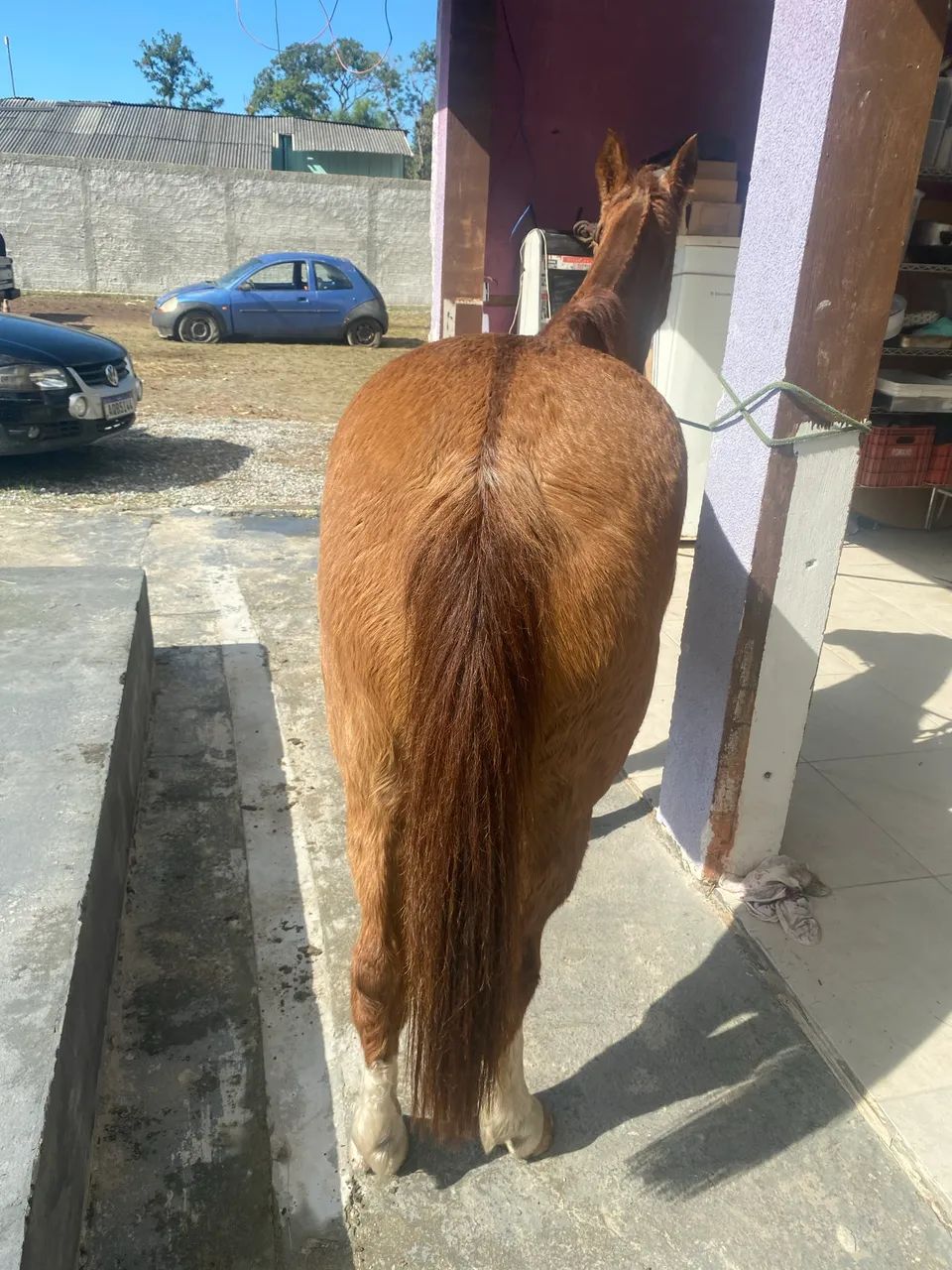 Égua crioula troco pônei  - Foto 2