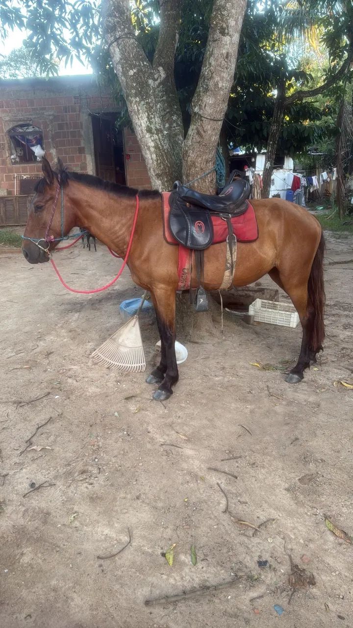 Égua marcha batida  - Foto 3