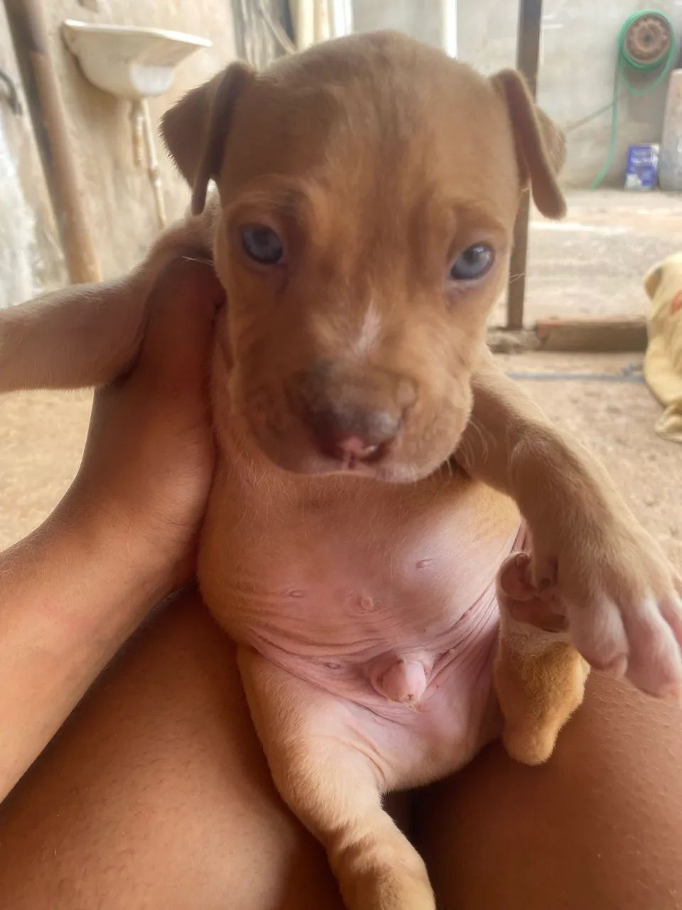 Pit bull puro - Foto 3