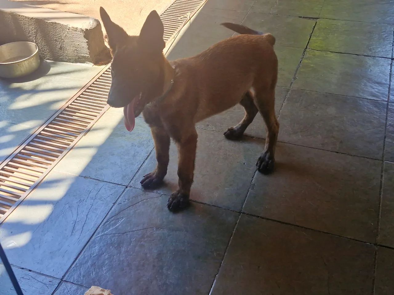 Pastor Malinois - Foto 3