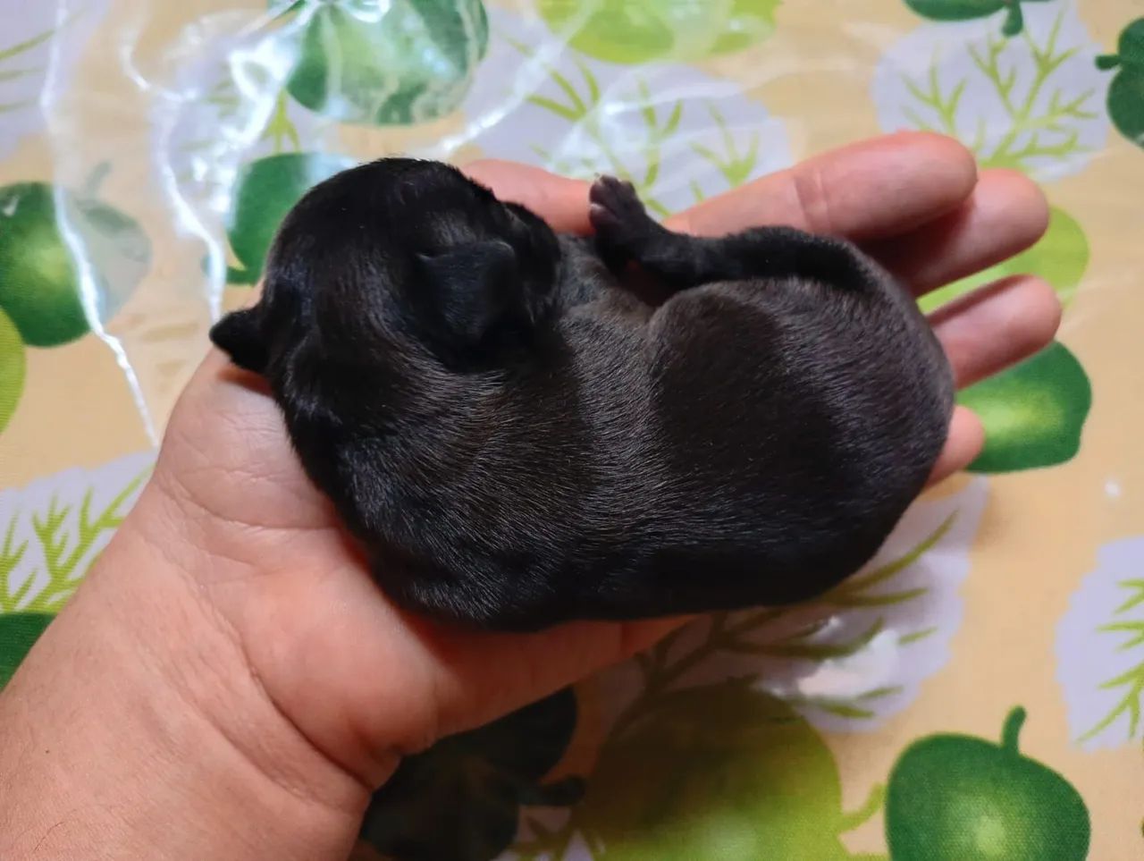 Filhotes de pinscher  - Foto 3