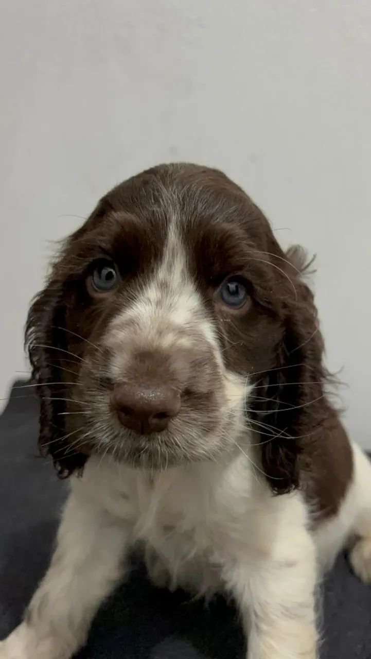 Cocker Spaniel Inglês - Fígado  - Foto 2