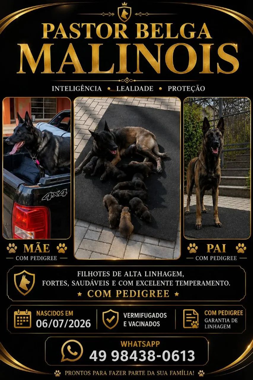 Pastor belga malinois 