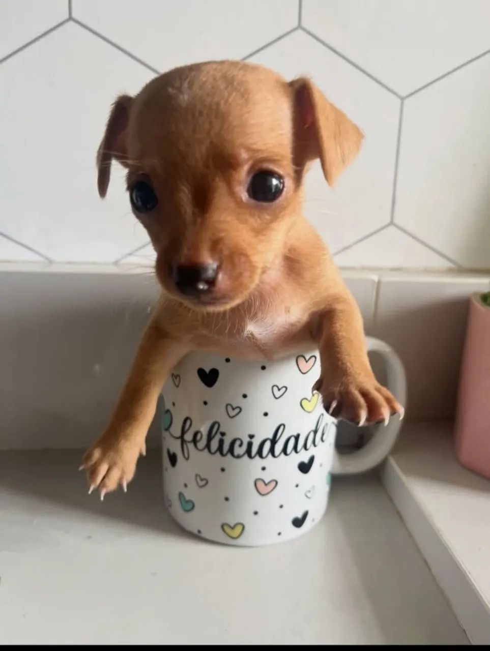 pinscher 0 - Foto 2