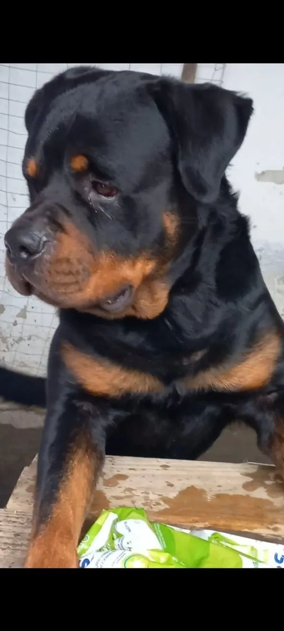 Adoção - Rotweiller - Foto 2
